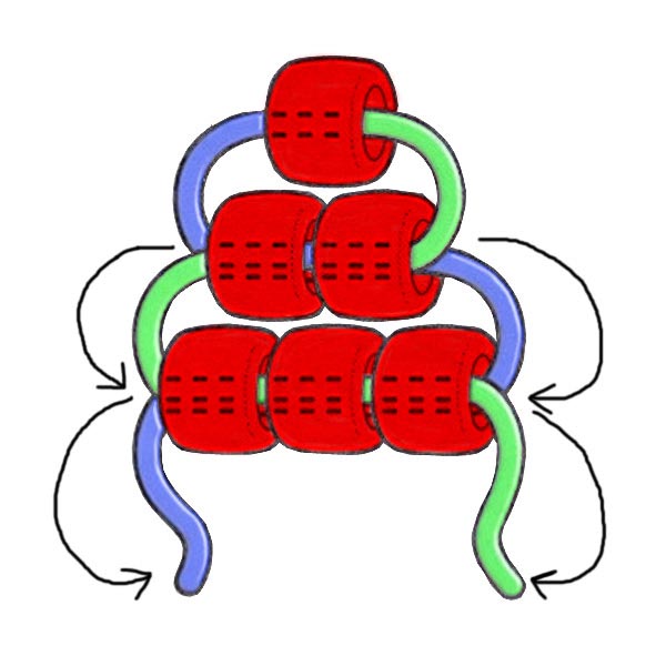 Illustration showing two cords crossing through a row of pony beads when making a beaded Dracula vampire